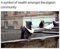 The pigeon king