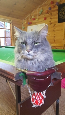 The pool table ate my cat 