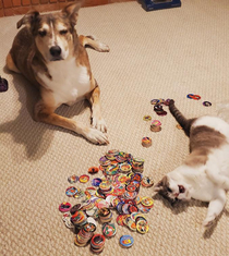 The power of POGs spans over many species