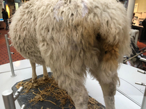 The preserved figure of Dolly  the first successfully cloned mammal  has poop stuck to its butt