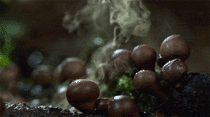 The Puffball Mushroom