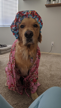 The pup wanted to play dress up with the wife What a goofball