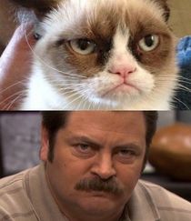 The real reason we loved Grumpy Cat