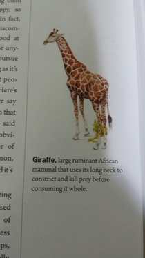 The real truth about giraffes