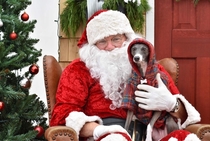 The results of me taking my girlfriends dog to get pictures with Santa for her 
