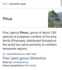 The scientific name for a pine tree