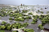 The Sea Banana crop looks excellent this year