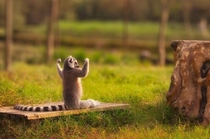 The self-proclaimed lord of the lemurs