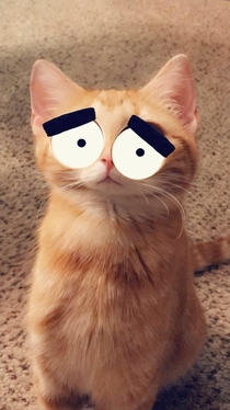 The Snapchat face recognition worked on my cat