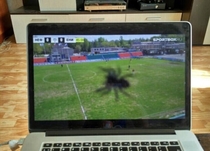 The spider climbed onto the camera in a football match