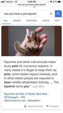 The squirrel owns you