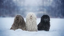 the  stages of a mop life