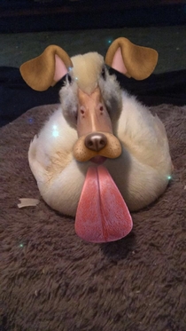 The stars have alignedSnapchat finally worked on my duck