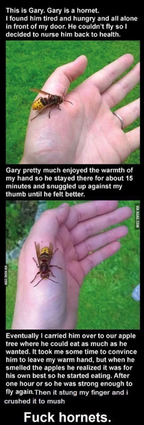 The Story Of Gary The Hornet