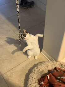 The string toy makes her derpy