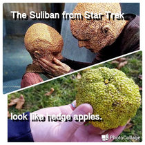 The Suliban from Star Trek look like hedge apples