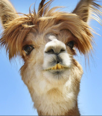 the surfer guy down at the local beach got a pet lama