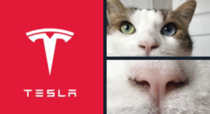 The Tesla logo is just a kittys nose
