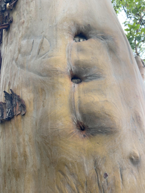 The three stages of anal as told by this tree