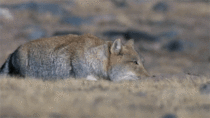 The Tibetan Fox
