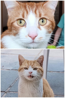 The top one is my cat The bottom one is what I thought was some possessed version of my cat that turned up one day It was completely stationary with its mouth slightly open staring like that for about  minutes Im not ashamed to say it scared the bejesus o