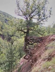 The tree that just doesnt give up