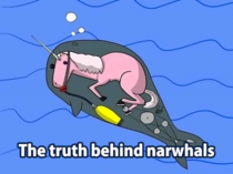 The truth behind narwhals