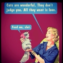The truth of cats