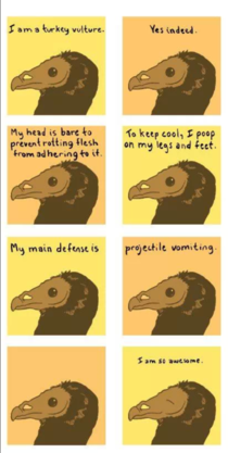The turkey vulture