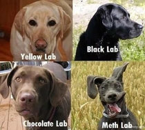 The various types of labs
