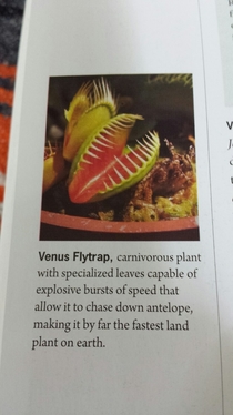 The Venus flytrap
