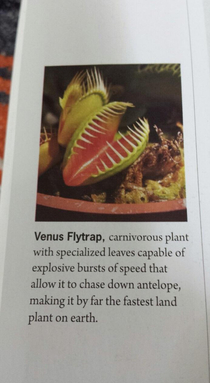 The Venus flytrap