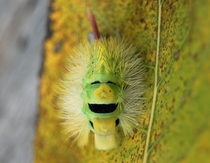 The Very Happy Caterpillar