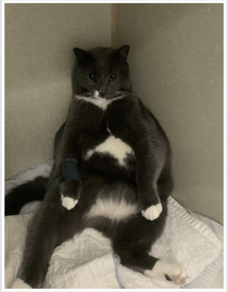 The vet called and asked if they could use a pic of our cat for marketing purposes while he was in for dental surgery I said sure Then they sent the pic