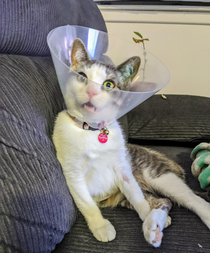 The vet did what