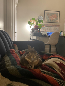 The way my rabbit looks when he relaxes