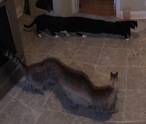 The way our cats turn into centipedes from a panoramic photo