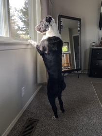 The way our dog watches the birds outside our bedroom window every morning lol