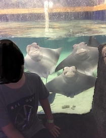 The way these stingrays smile for a photo