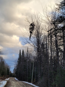 The winds took my Christmas tree