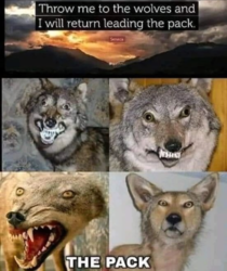 The wolf pack