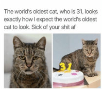 The Worlds Oldest Cat