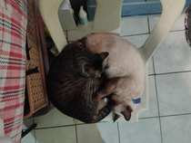 The Yin and yang  cat version 
