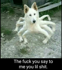 Therapist Spider doggo isnt real he cant hurt you Spider doggo
