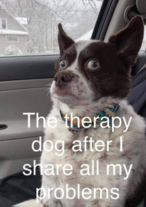 Therapy dog is a good listener