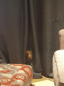 There are lots of I feel like Im being watched posts today My dog is less subtle