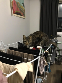 There he is breaking our drying rack again