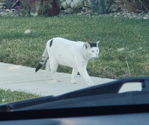 There is a stray cat in my neighborhood that looks like hes wearing a bad hair piece