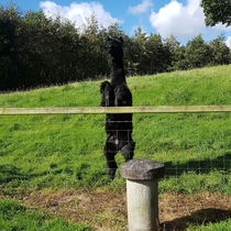 There is something sinister about the Alpaca on our farm