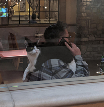 There was just a dude on a phone call at the restaurant I was eating at with a cat chilling on his shoulder